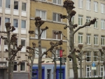 Брюссель. Деревья?