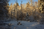 дубковский лес