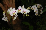Орхидея -2