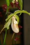 Орхидея -8