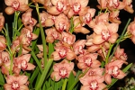 Орхидея -11