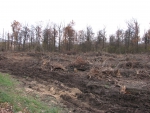 Вырубка леса под новую дорогу около Одинцово.