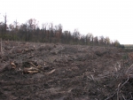 Вырубка леса под новую дорогу около Одинцово.