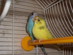 наши попугайчики Миша и Маша
