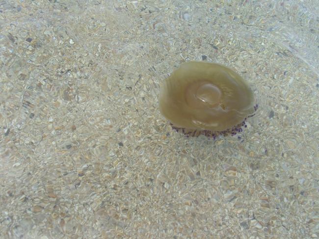 Медуза средиземноморская