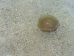 Медуза средиземноморская