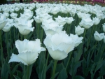 Белоснежные тюльпаны